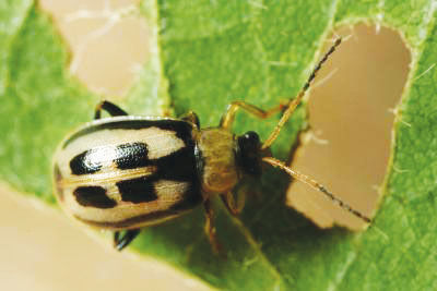 Bean leaf beetle